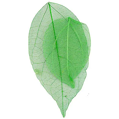 Svetlo zeleno suho listje